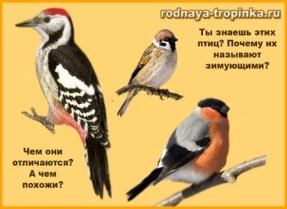 Рассказ о перелетных птицах для детей (как живут, описание)