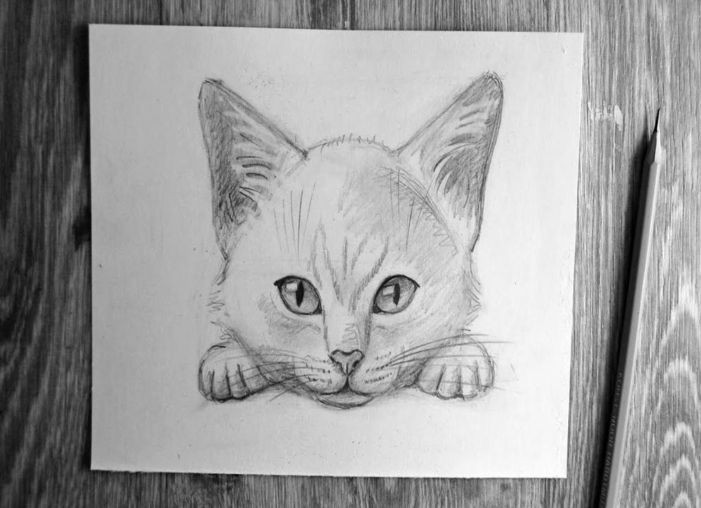 Как нарисовать котенка поэтапно карандашом