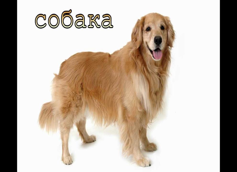 Звуки и картинки домашних животных для детей