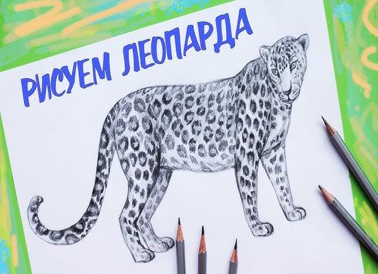 Как легко и красиво нарисовать леопарда поэтапно карандашом для начинающих