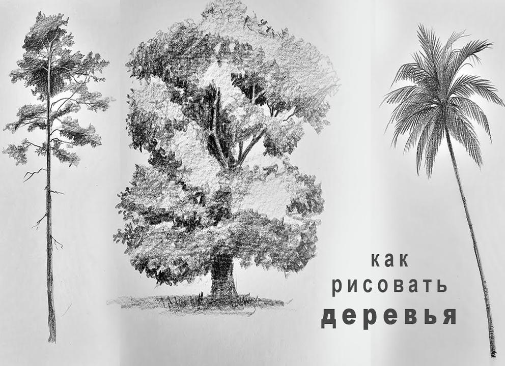 Как нарисовать дуб?