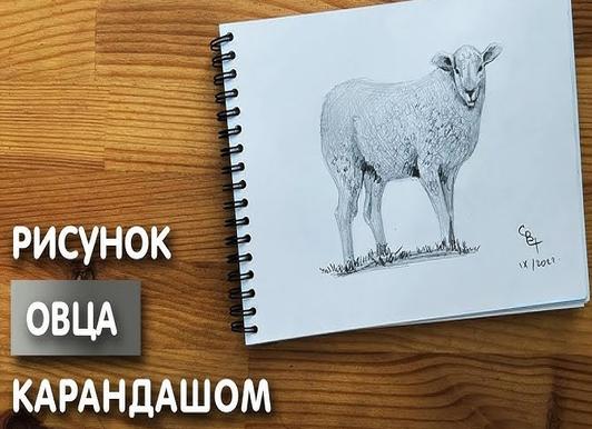 Как нарисовать овцу карандашом поэтапно