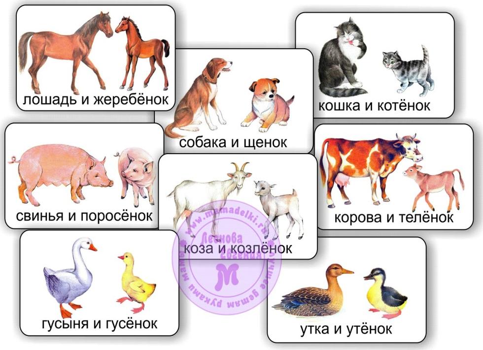 Картинки домашних и диких животных для малышей
