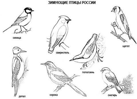 Раскраска зимующие птицы