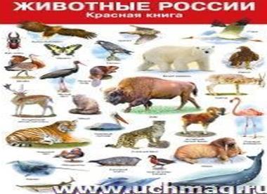 Какие животные занесены в красную книгу россии
