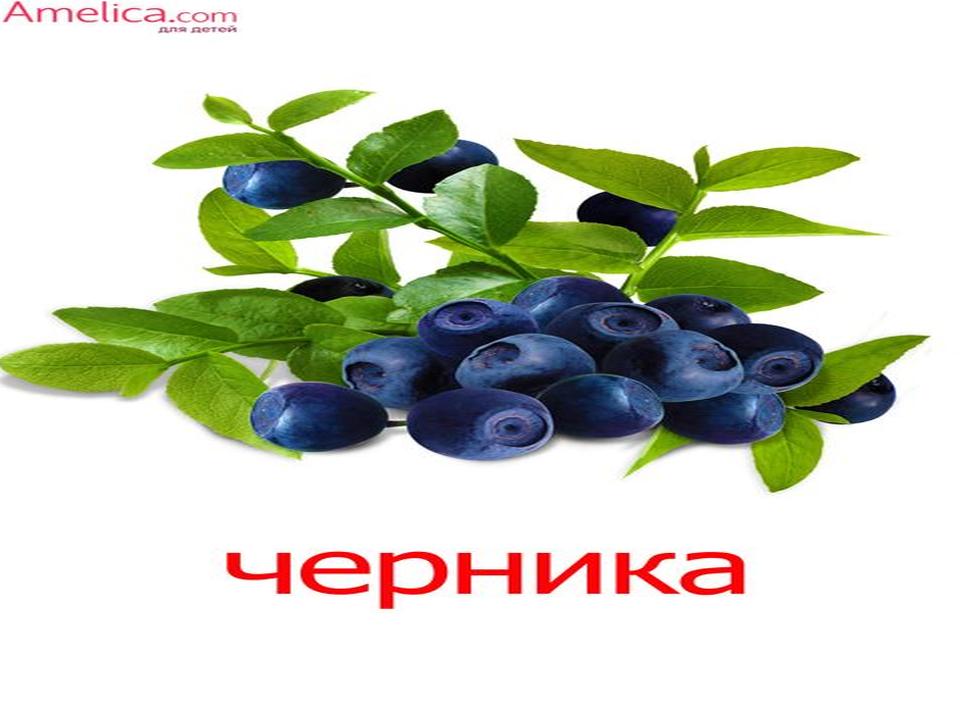 Лесные ягоды картинки для детей детского сада
