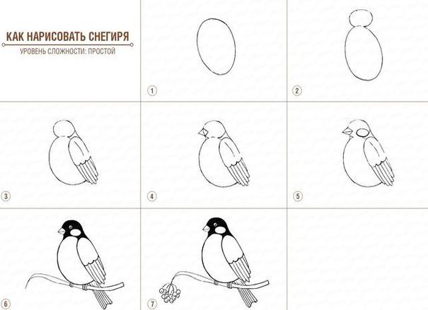 Как нарисовать птицу поэтапно карандашом