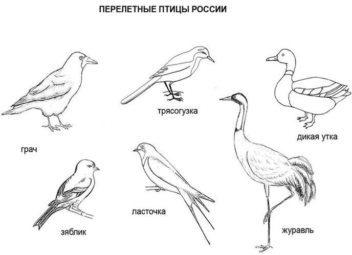 Раскраска перелетные птицы