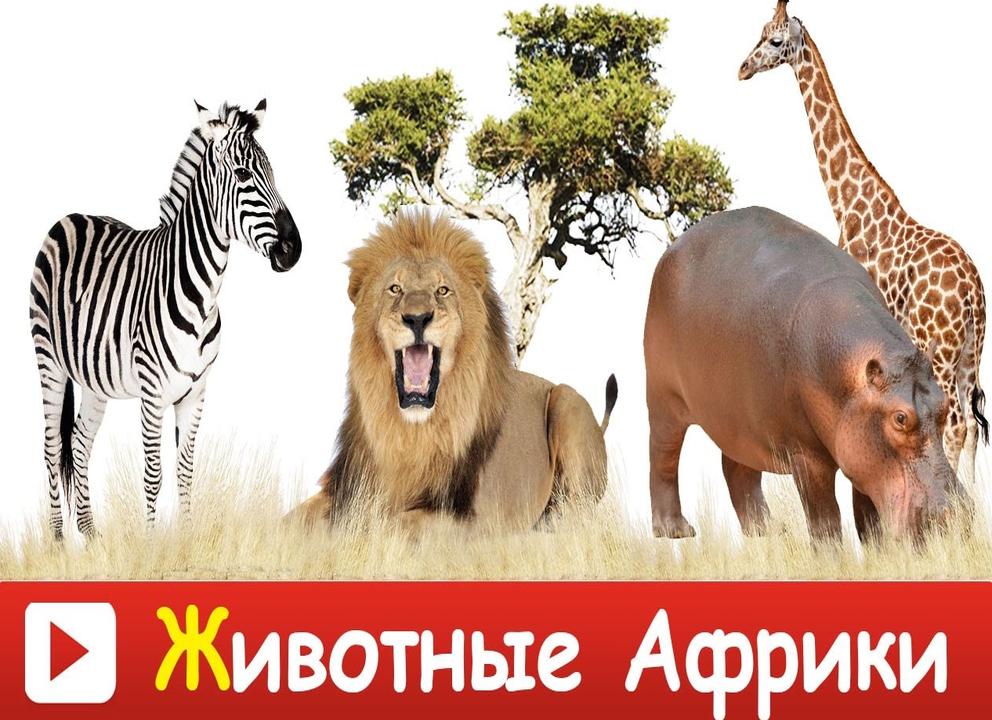 Животные африки для детей: игры, видео и картинки