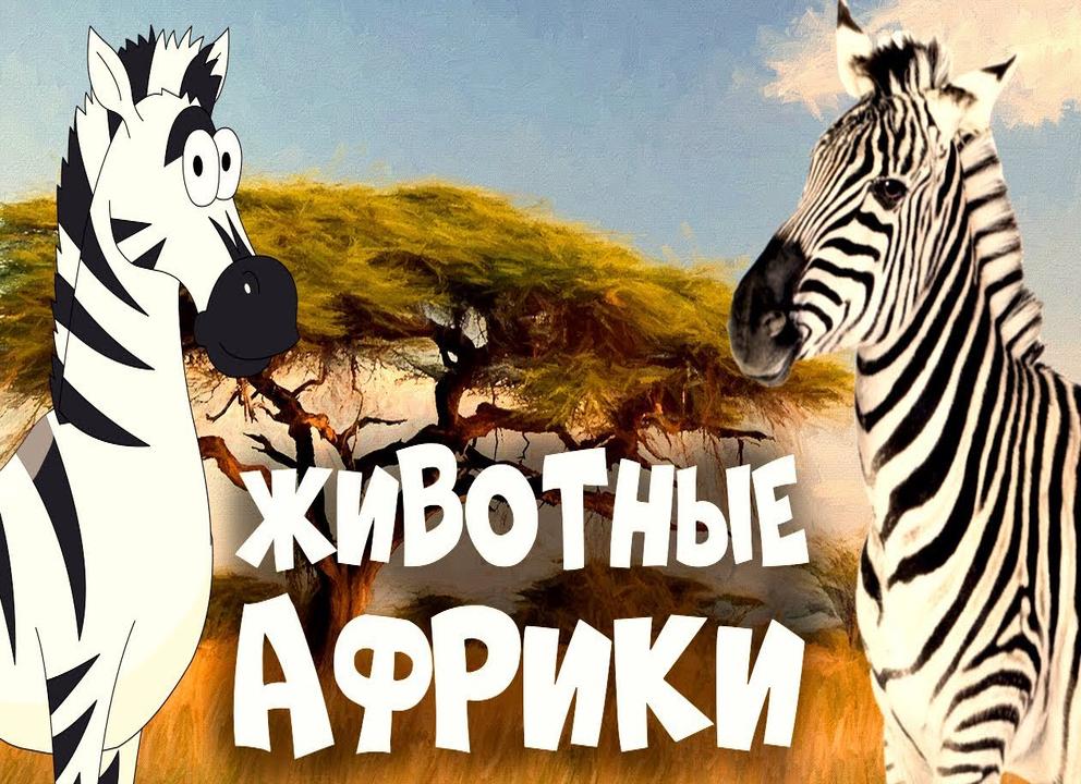 Животные африки. описание и названия животных африки