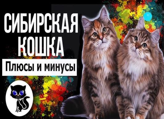 Топ-13 пород котов и кошек-крысоловок