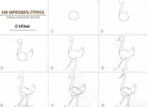 Как нарисовать страуса поэтапно