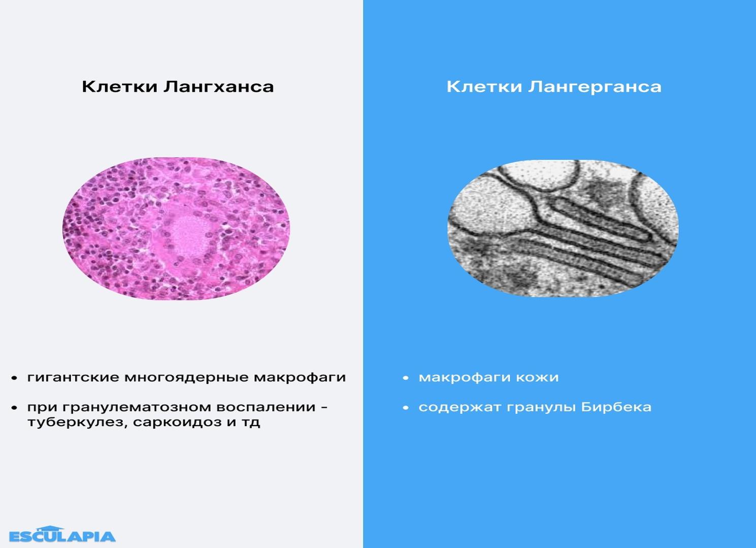 Клетка