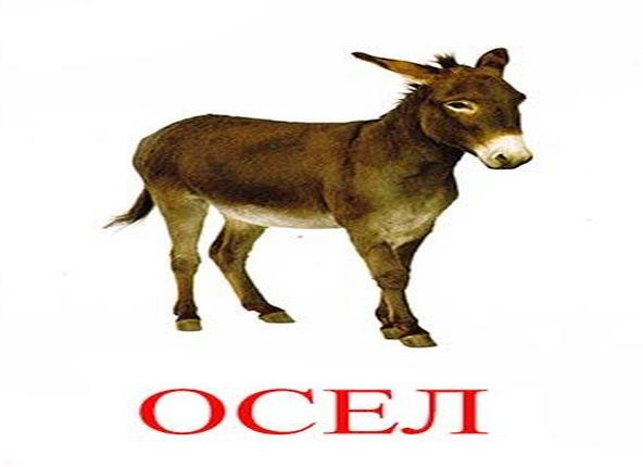 Осел картинки для детей