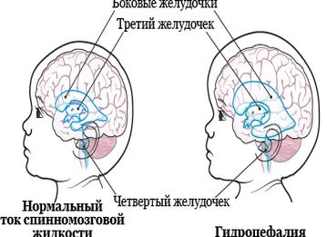 Основные части тела человека: что нужно знать детям?