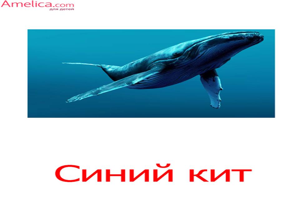 Развивающие карточки домана подводный мир, морские обитатели и рыбы по методике «вундеркинд с пеленок» скачать бесплатно