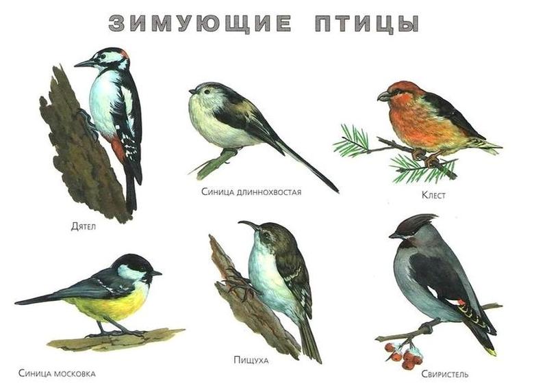 Зимние птицы